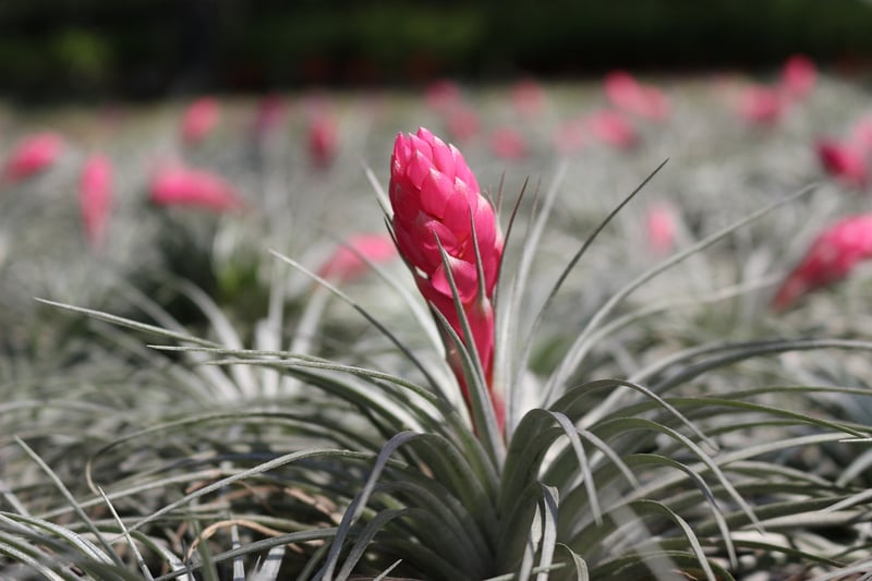 Air Plant Terrarium