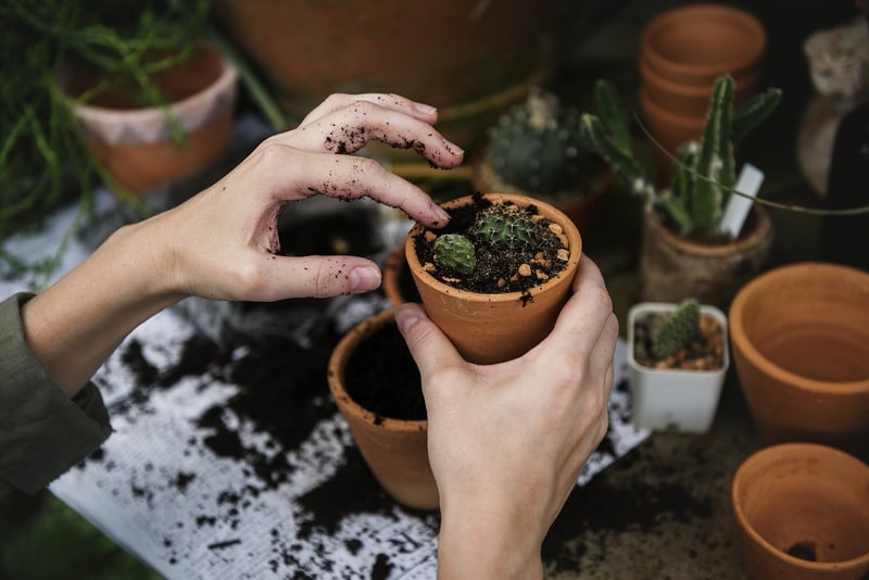 Cacti Terrarium